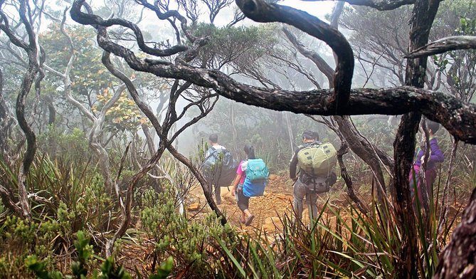 The mossy montane forest the Timpohon Trail climbs through between the gate and Panalaban